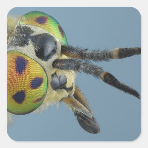 Head of deer fly square sticker