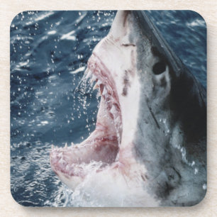 Head of Great White Shark Coaster