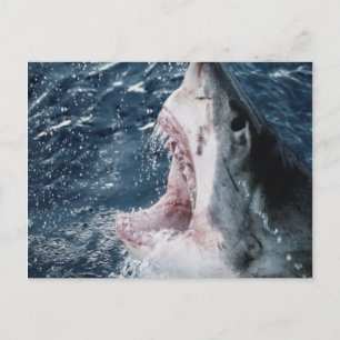 Head of Great White Shark Postcard