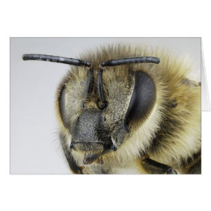 Head of honeybee