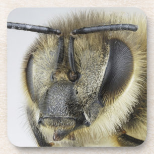 Head of honeybee coaster