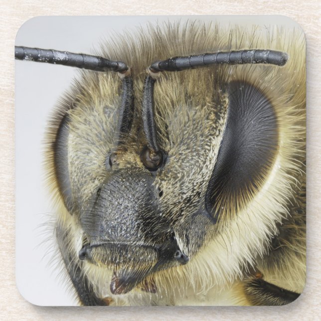 Head of honeybee coaster (Front)