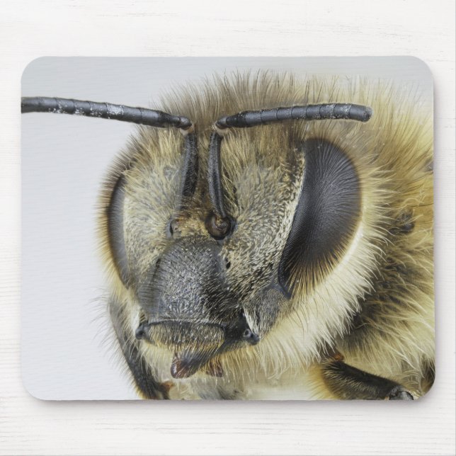 Head of honeybee mouse mat (Front)