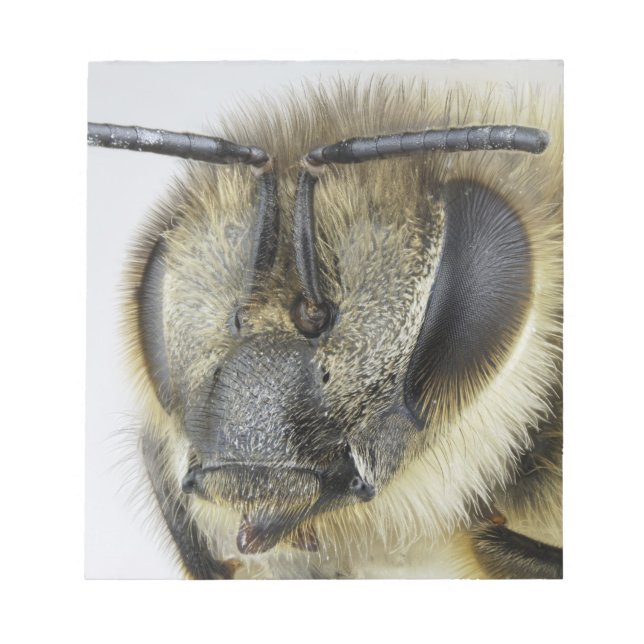 Head of honeybee notepad (Front)