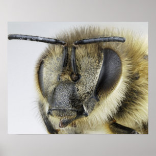 Head of honeybee poster