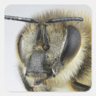 Head of honeybee square sticker
