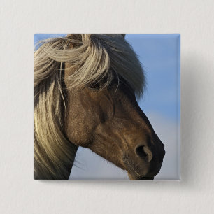 Head of Icelandic horse, Iceland 15 Cm Square Badge