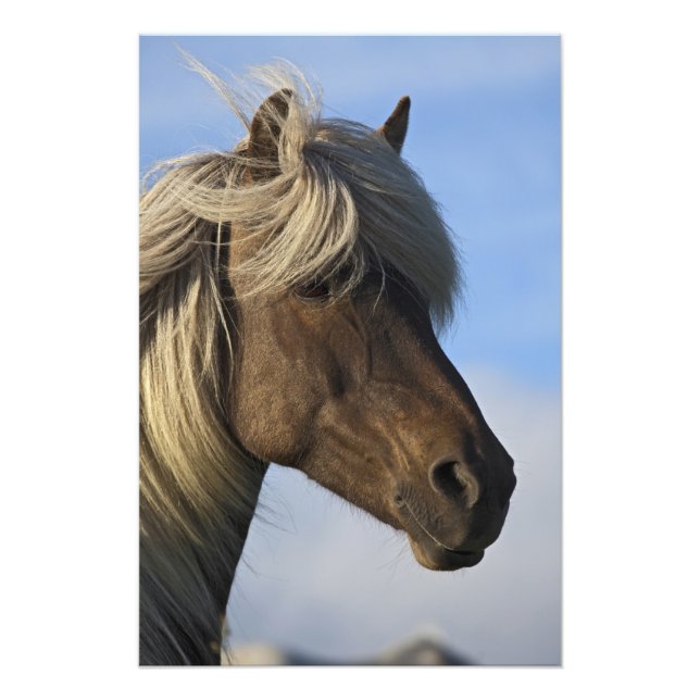 Head of Icelandic horse, Iceland Photo Print (Front)