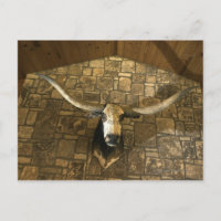 Head of longhorn steer mounted on wall