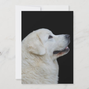 Head of Stunning Polish Tatra Sheepdog on Card