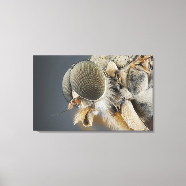Head of the Snipe Fly Canvas Print (Front)