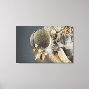 Head of the Snipe Fly Canvas Print