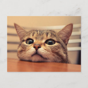 Head on table postcard