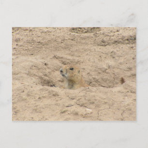 Head Out Of Burrow Postcard