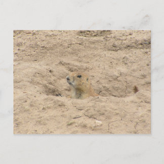 Head Out Of Burrow Postcard