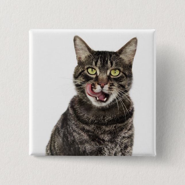 Head shot of a male domestic tabby cat licking 15 cm square badge (Front)