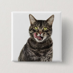 Head shot of a male domestic tabby cat licking 15 cm square badge