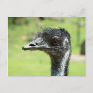 Head` Shot Of An Emus At Zoo Of Auckland Postcard