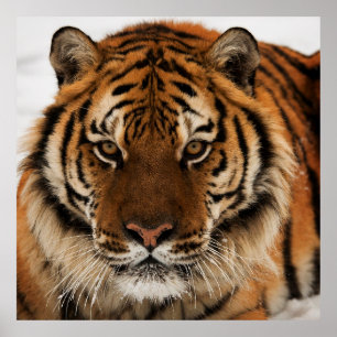 Head Shot of Siberian Tiger Poster