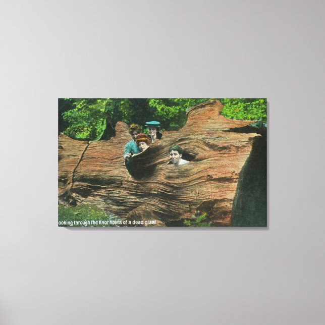 Heads Exposed in Knot Holes of Giant Redwood Canvas Print (Front)