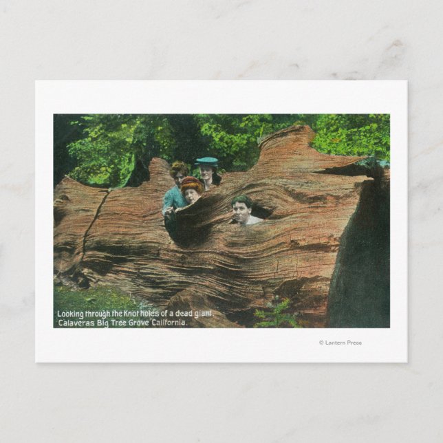 Heads Exposed in Knot Holes of Giant Redwood Postcard (Front)
