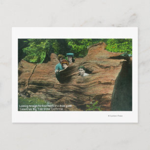 Heads Exposed in Knot Holes of Giant Redwood Postcard