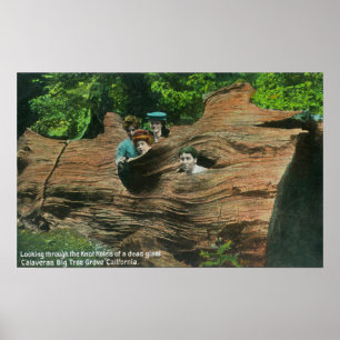 Heads Exposed in Knot Holes of Giant Redwood Poster