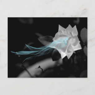 Heal a Broken Heart Rose Photo Postcard