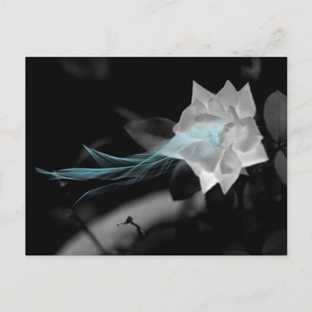 Heal a Broken Heart Rose Photo Postcard (Front)