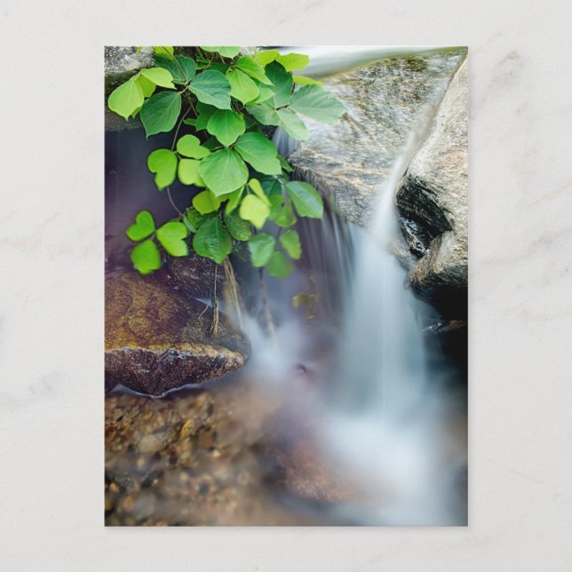 healing nature water stream postcard (Front)