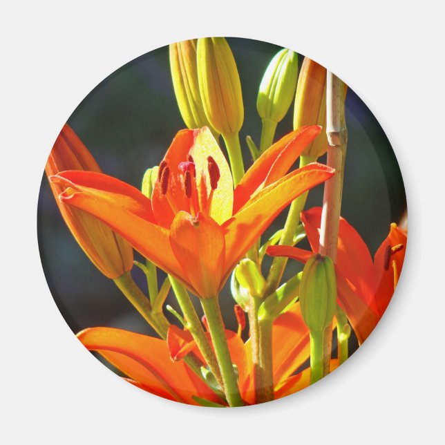 Healing Touch magnets Orange Lily Flowers (Front)