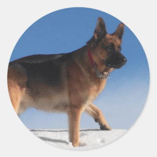 Healthy And Happy German Shepherd Dog Classic Round Sticker