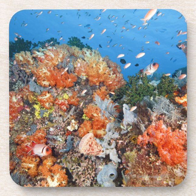 Healthy reef structure, Komodo National Park Coaster (Front)