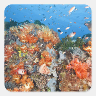Healthy reef structure, Komodo National Park Square Sticker