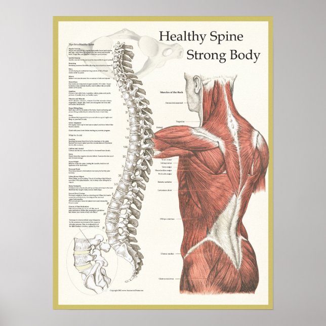 Healthy Spine, Strong Body Chiropractic Poster (Front)