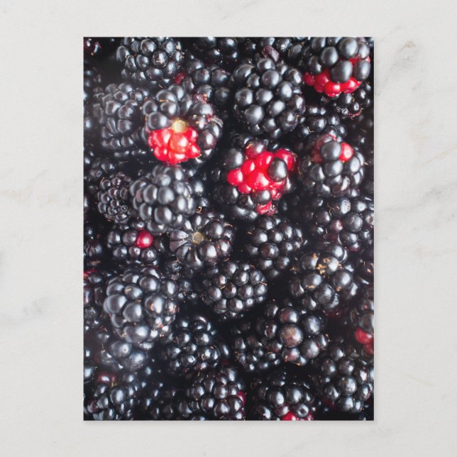 Heap of blackberries postcard (Front)