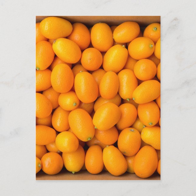Heap of orange kumquats in cardboard box postcard (Front)