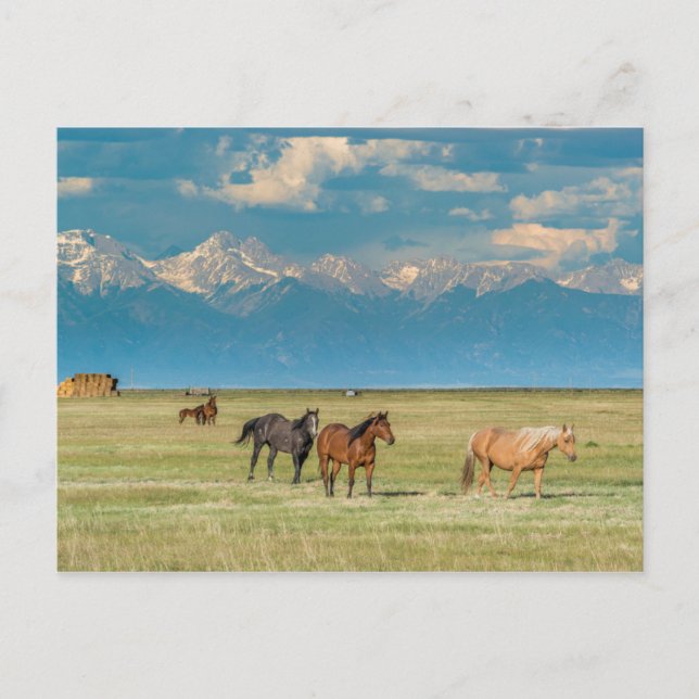 Heard of Horses in Hayfield Postcard (Front)