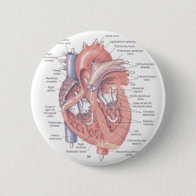 Heart Anatomy 6 Cm Round Badge (Front)