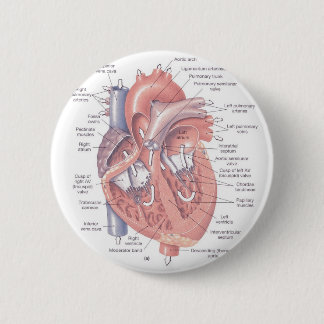 Heart Anatomy 6 Cm Round Badge