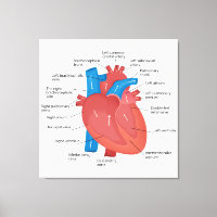 Heart anatomy