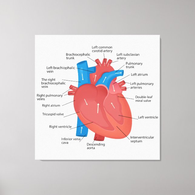 Heart anatomy  canvas print (Front)