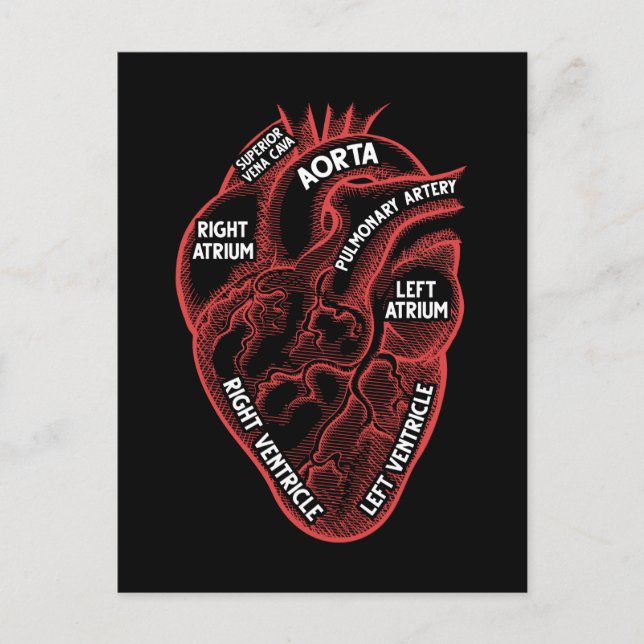 Heart Anatomy Education Cardiology Postcard (Front)