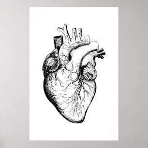 Heart Anatomy Illustration Poster