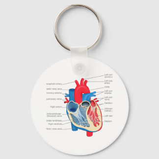 Heart_Anatomy Key Ring
