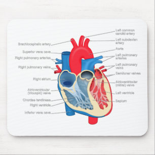 Heart_Anatomy Mouse Mat