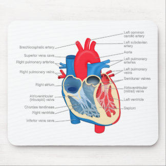Heart_Anatomy Mouse Mat