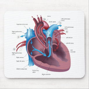 Heart anatomy mousepad