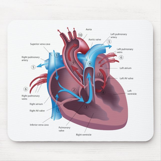 Heart anatomy mousepad (Front)