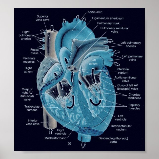 Heart anatomy poster (Front)